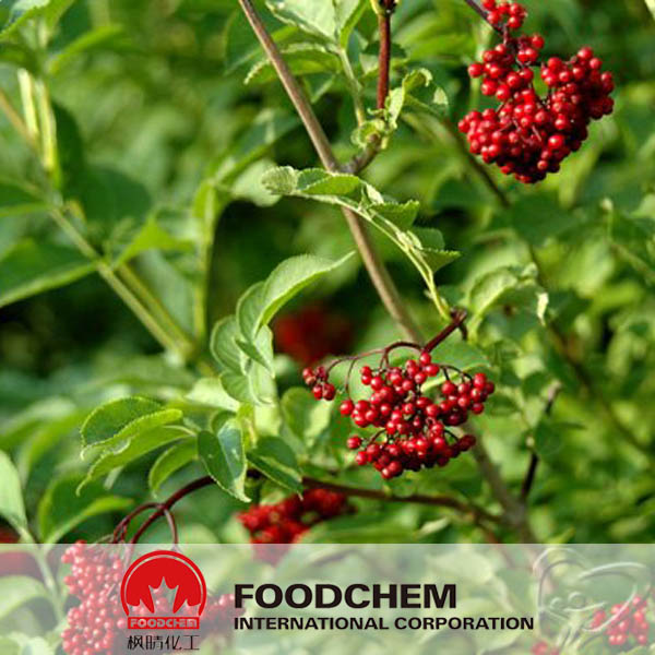 Elderberry Extract